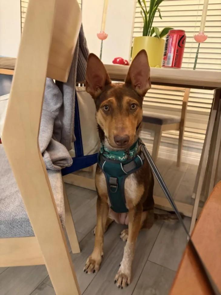 A young medium-sized female German Shepherd Dog dog named Mary Jane for adoption in Houston, TX