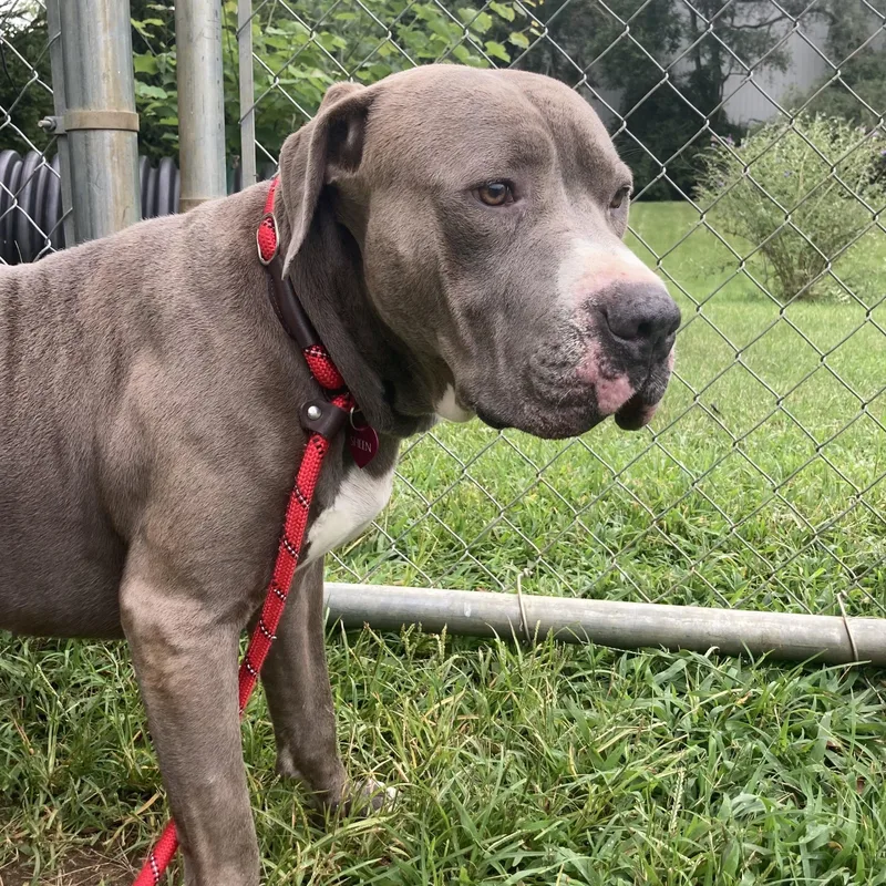 A young large-sized male Gray / Blue / Silver Mixed Breed dog named Hubbub for adoption in Mishawaka, IN