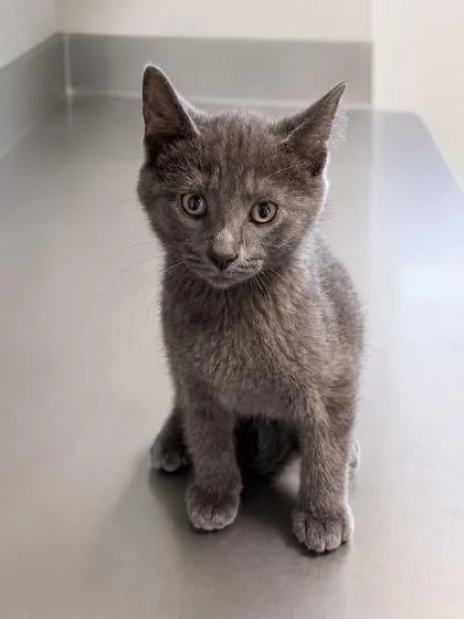 A baby medium-sized male Gray / Blue / Silver Domestic Short Hair cat named Pickles for adoption in Tinley Park, IL