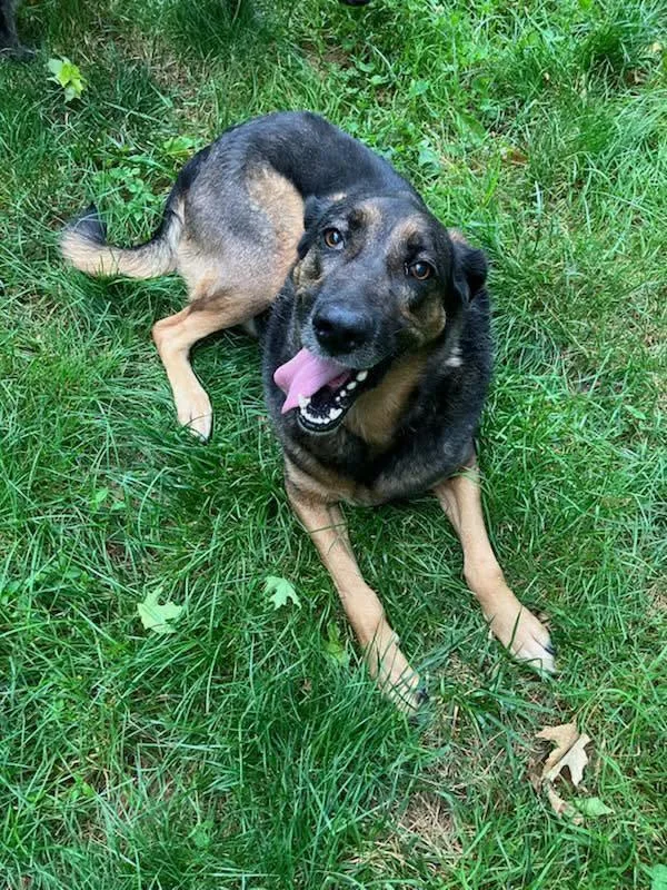 Buddy