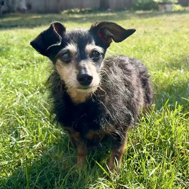 A senior small-sized female Chihuahua dog named Isadora for adoption in Fargo, ND