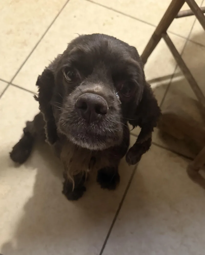 An adult small-sized female Brown / Chocolate Cocker Spaniel dog named Darby for adoption in Phoenix, AZ