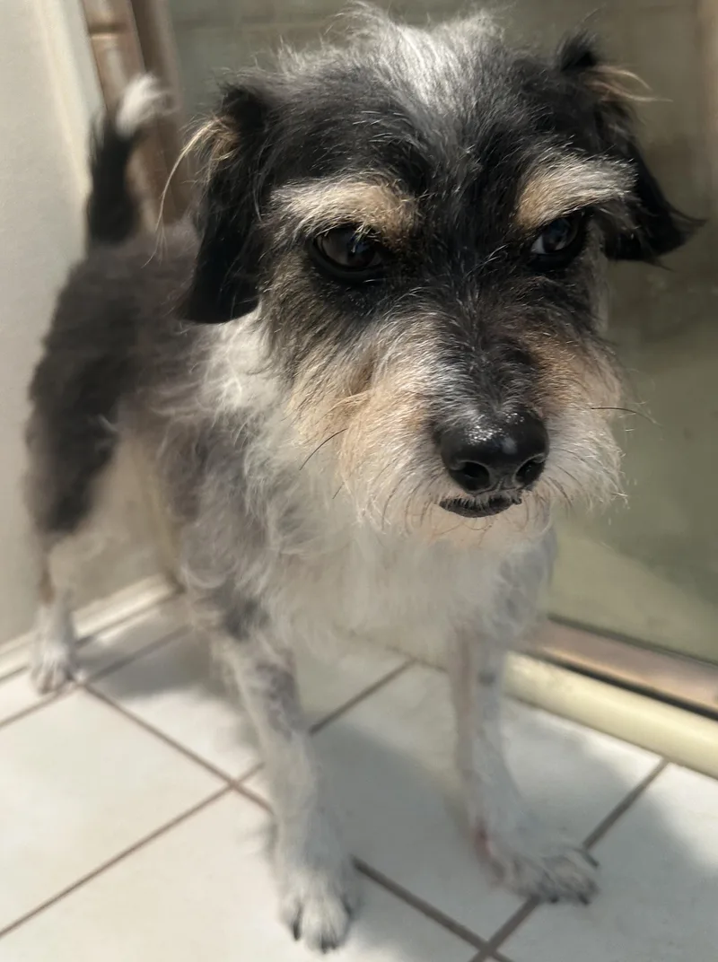 An adult small-sized female Terrier dog named Bailey for adoption in El Cajon, CA