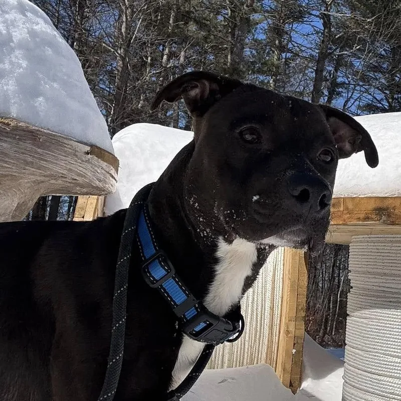 An adult large-sized male Black Mixed Breed dog named Jake for adoption in Vassalboro, ME