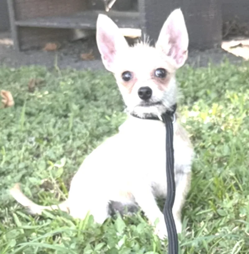 A young small-sized male Chihuahua dog named Dan for adoption in Louise, TX