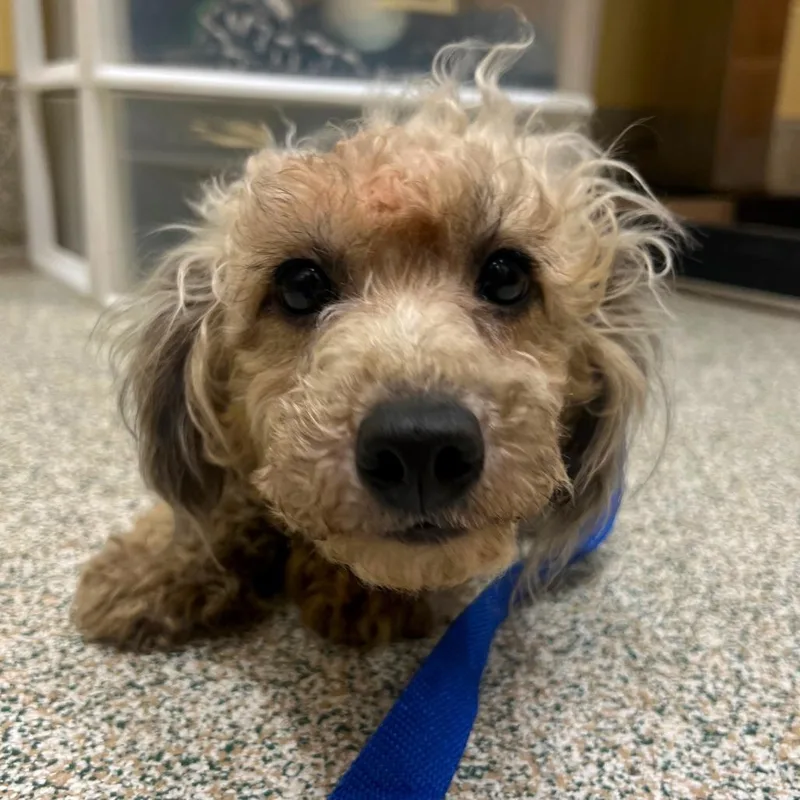 An adult small-sized female Apricot / Beige Yorkshire Terrier dog named Evelyn for adoption in Arlington, VA
