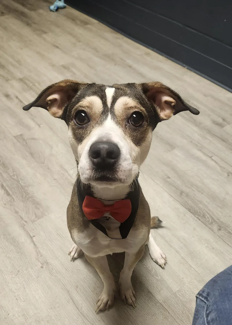 A young small-sized male Brown / Chocolate Fox Terrier dog named Butler for adoption in Mansfield, OH
