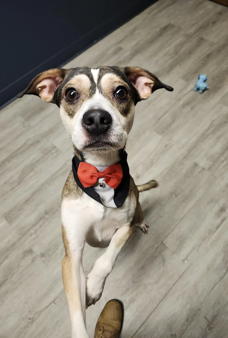 Butler thumbnail 3