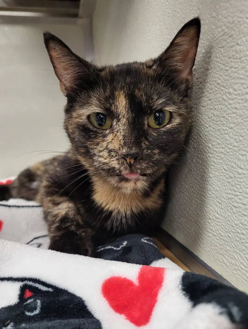 An adult medium-sized female Tortoiseshell Domestic Short Hair cat named Pecan for adoption in Grayslake, IL