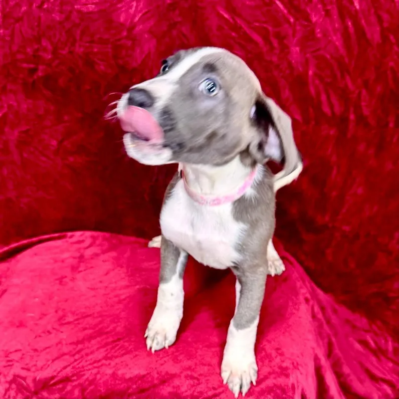 A baby small-sized female Hound dog named Daenerys for adoption in Franklin, NC
