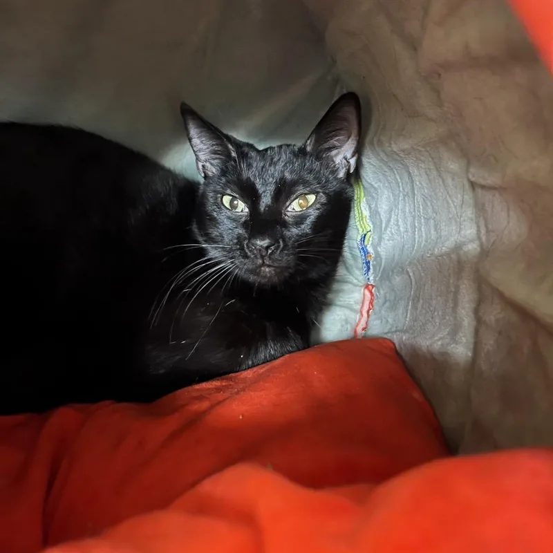 Proud Mary thumbnail 2