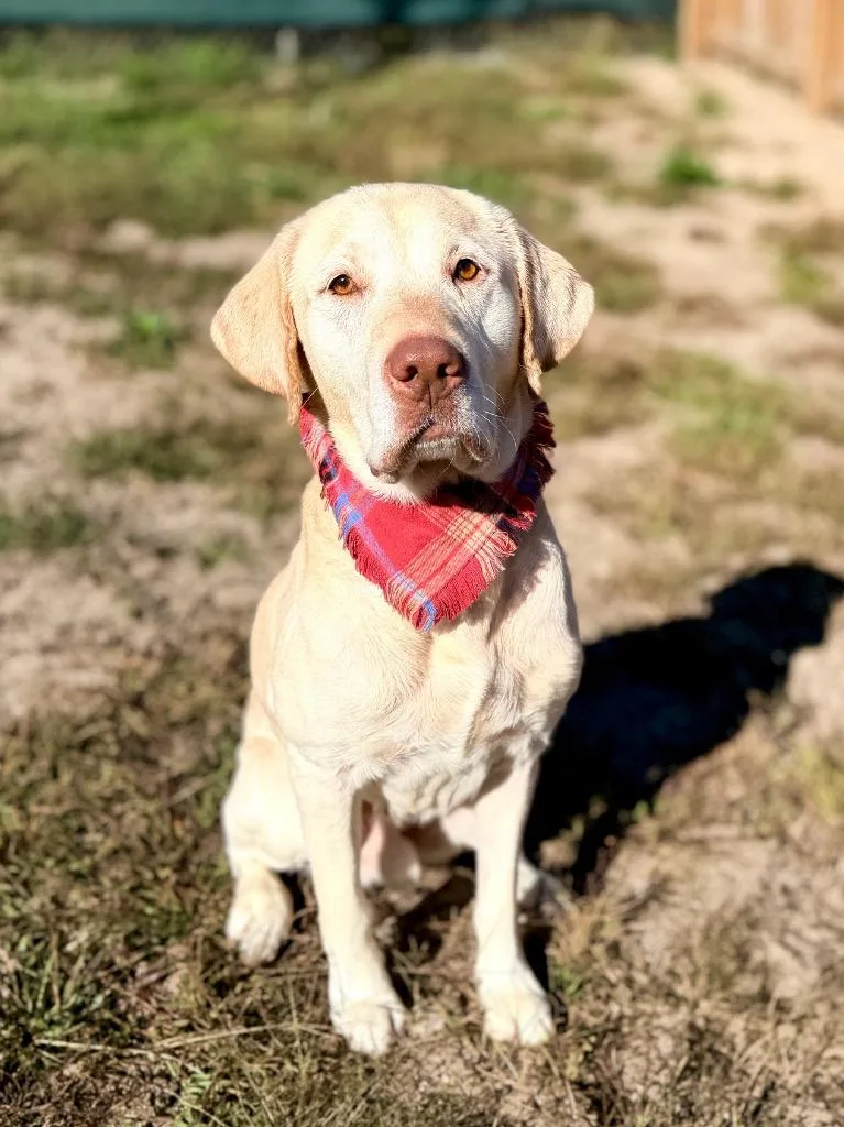 An adult medium-sized male Yellow Labrador Retriever dog named Dopey for adoption in Muskegon, MI