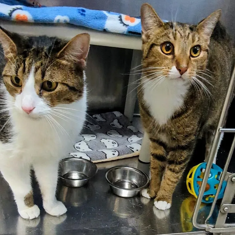 An adult medium-sized male Tabby (Buff / Tan / Fawn) Domestic Short Hair cat named Abbott Bonded with Costello for adoption in West Jefferson, OH