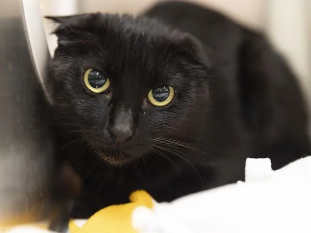 An adult small-sized female Domestic Short Hair cat named Pinkie for adoption in Phoenix, AZ