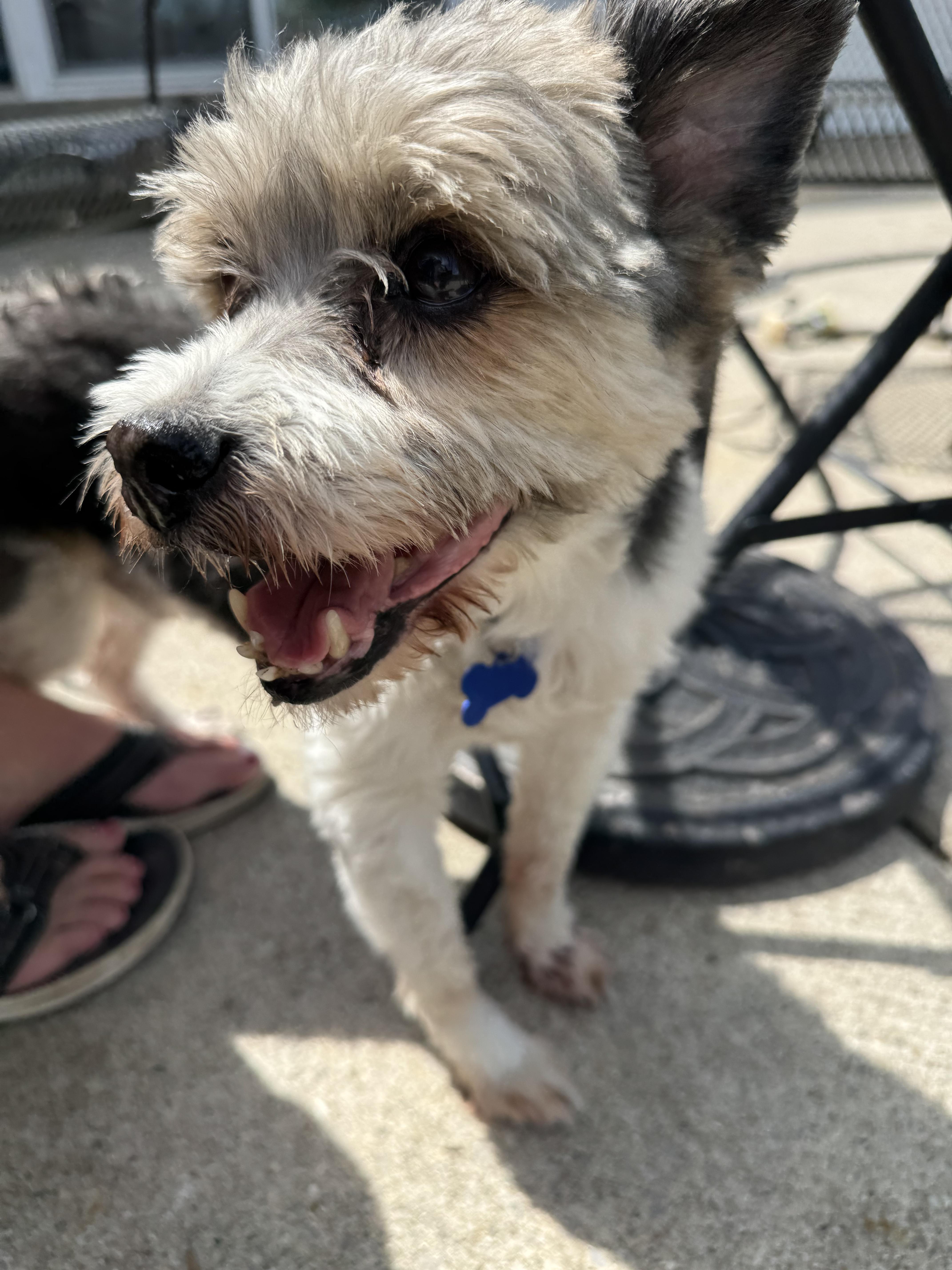 A senior small-sized male Gray / Blue / Silver Schnoodle dog named Scamp for adoption in Grosse Pointe Park, MI