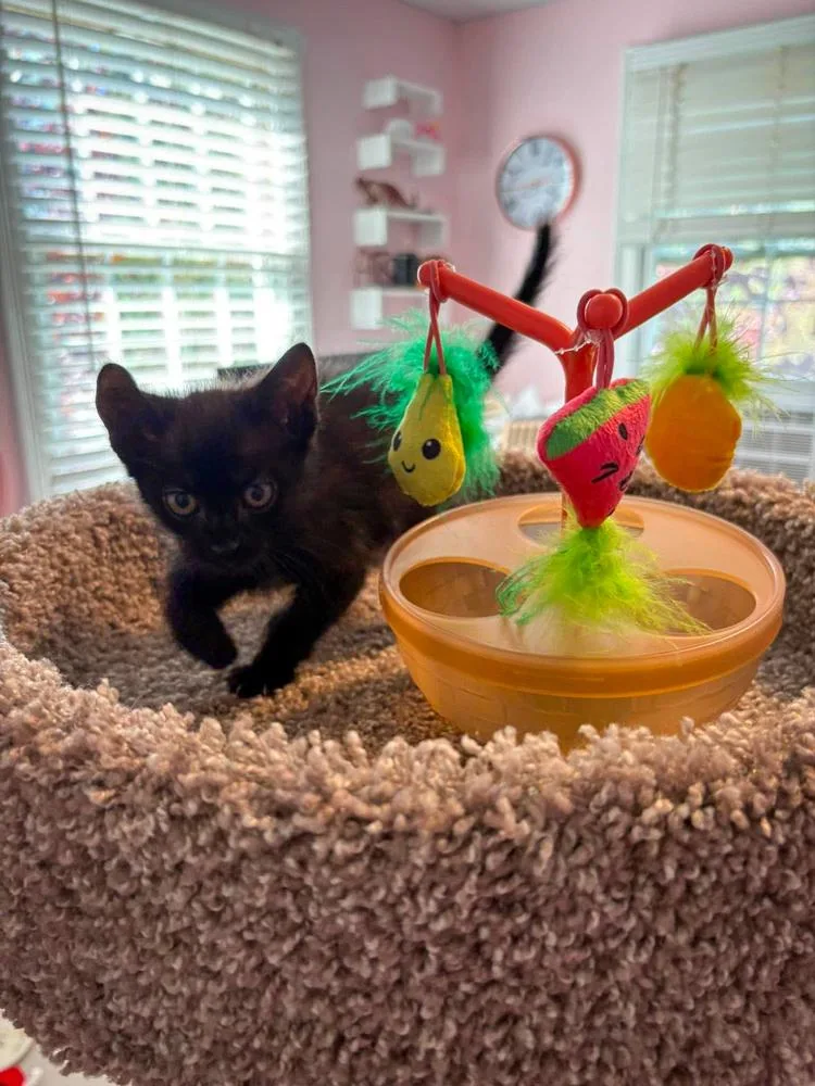 A baby small-sized male Black Domestic Short Hair cat named Bam Bam for adoption in Groveland, MA