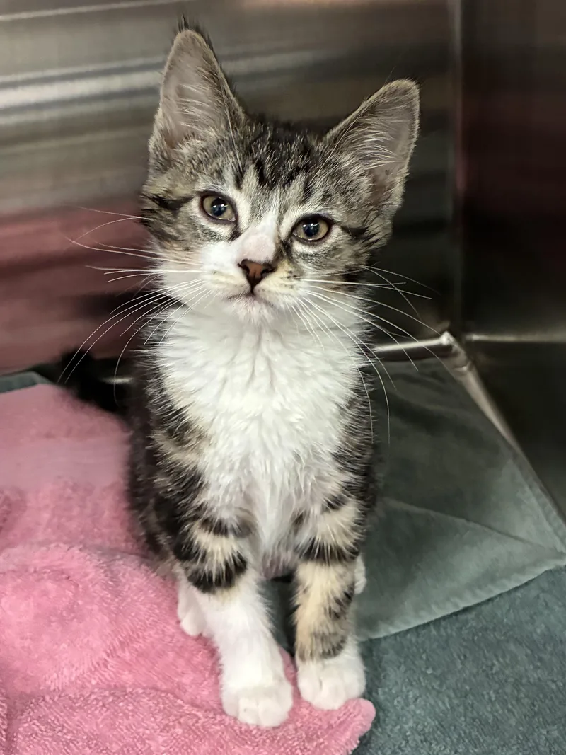 A baby small-sized female Domestic Short Hair cat named Noway for adoption in Mason, MI