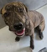A young medium-sized female Pit Bull Terrier dog named Coco for adoption in Edgewood, NM