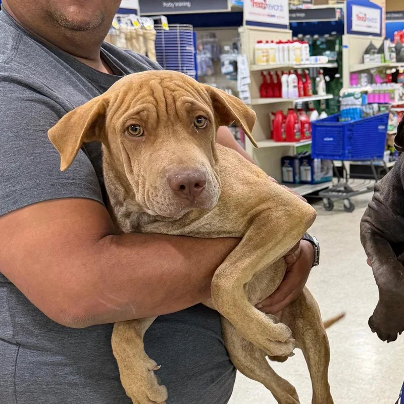 A young large-sized male Shar-Pei dog named FWT Ricky for adoption in Midland, TX