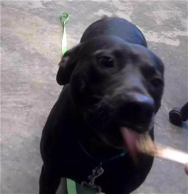 An adult medium-sized female Labrador Retriever dog named Regan for adoption in Tallahassee, FL