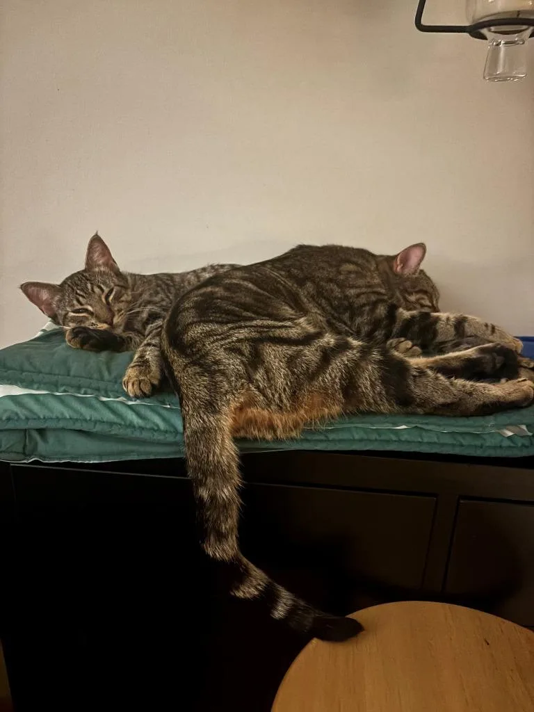 A young medium-sized female Domestic Short Hair cat named Peanut  Ollie for adoption in Minneapolis, MN