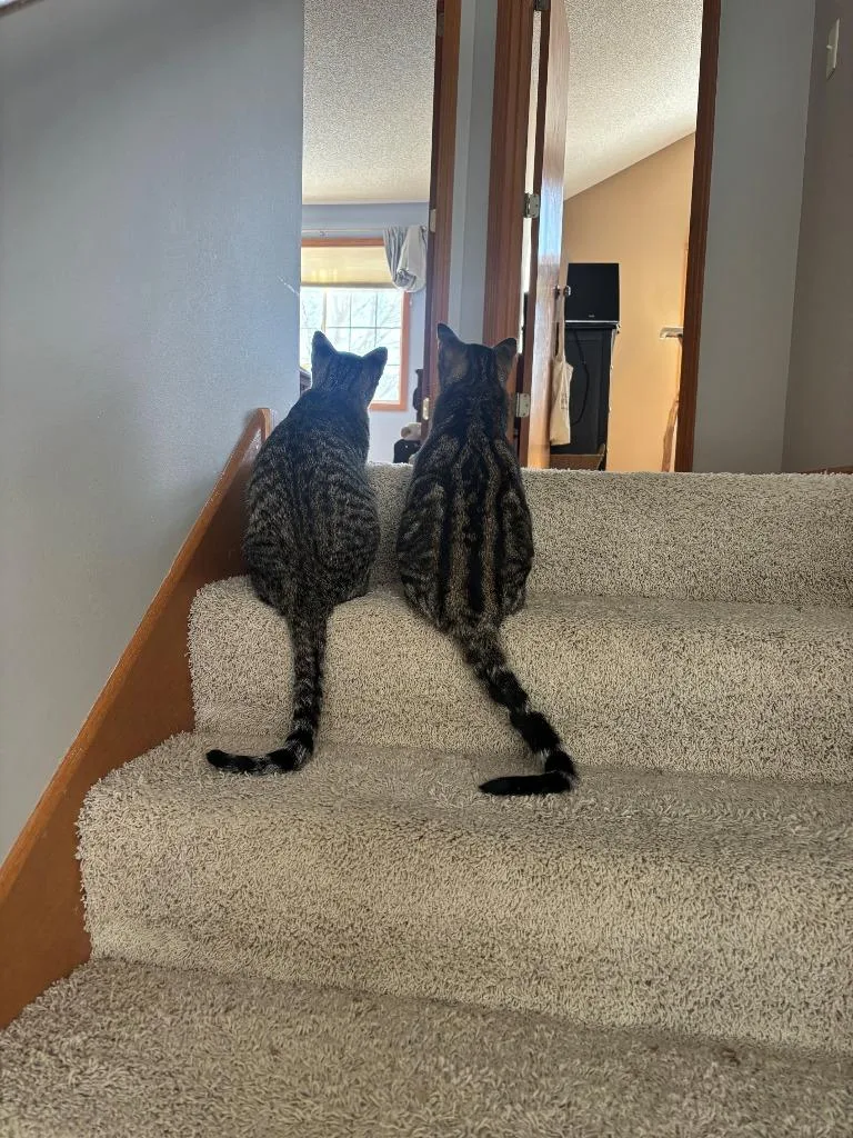 Peanut  Ollie thumbnail 2