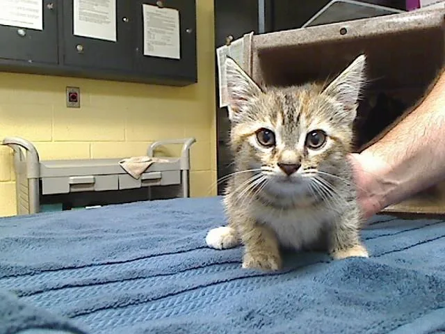 A baby medium-sized female Domestic Short Hair cat named Dilly for adoption in Cookeville, TN