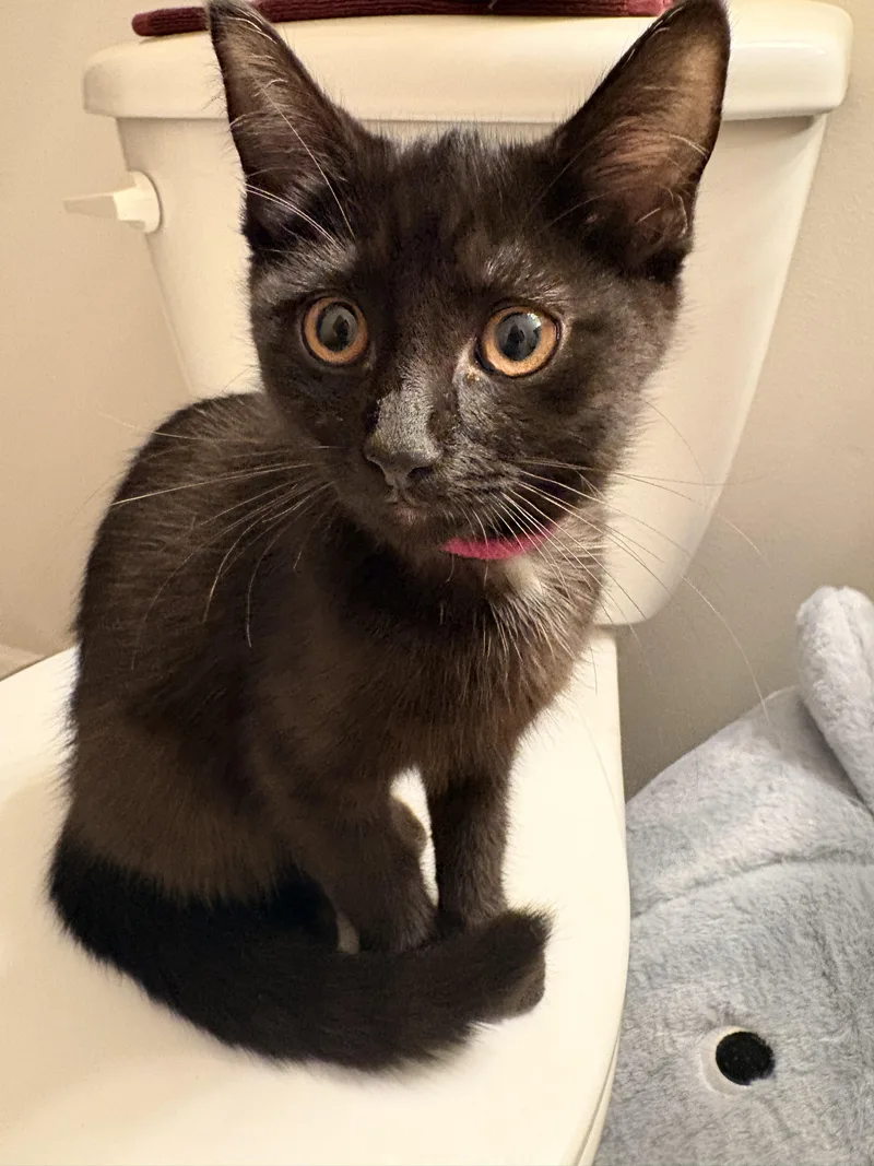 A baby medium-sized female Black Domestic Short Hair cat named Pomelo for adoption in Columbus, OH