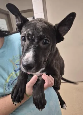A baby small-sized female Pit Bull Terrier dog named Right Eye for adoption in Decatur, IL