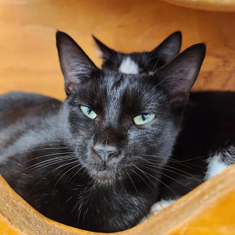 An adult medium-sized female Black Domestic Short Hair cat named Elara for adoption in Delaware, OH