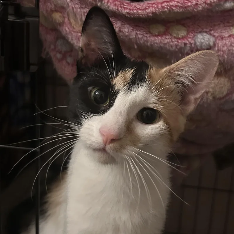 A young small-sized female Domestic Short Hair cat named Maple for adoption in Farmington, MN