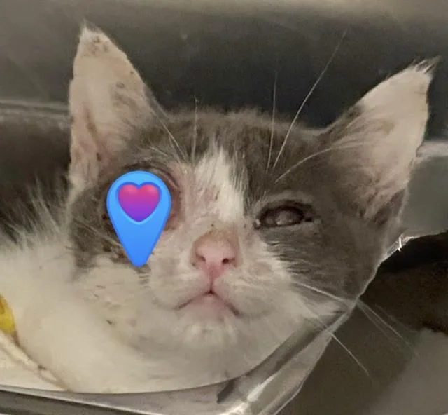 A baby small-sized female Domestic Short Hair cat named Olive Oil for adoption in Tucson, AZ