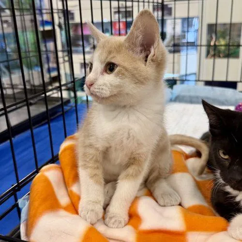A baby small-sized male Tabby (Buff / Tan / Fawn) Tabby cat named Horatio Caine for adoption in Knoxville, TN