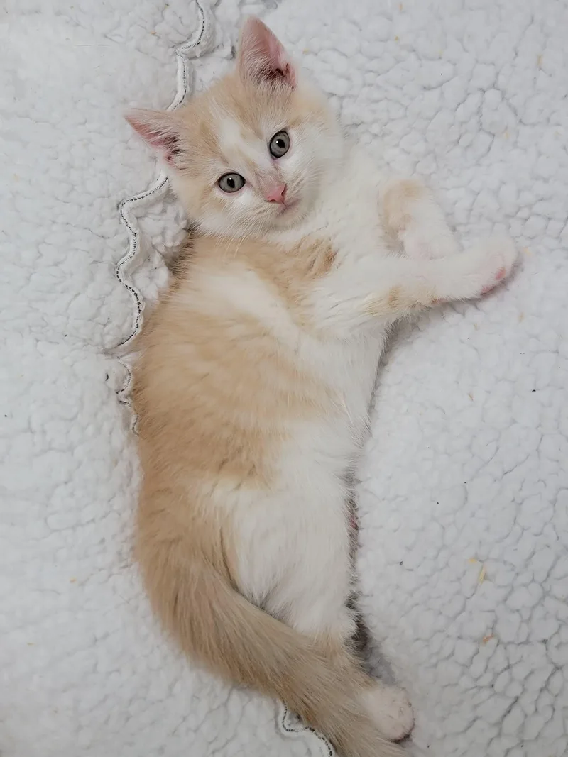 A baby medium-sized male Buff & White Domestic Short Hair cat named Sprout for adoption in Hornell, NY