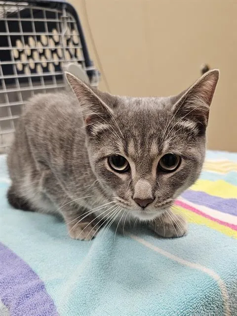 A young medium-sized male Gray / Blue / Silver Domestic Short Hair cat named Diego for adoption in Clyde, NC