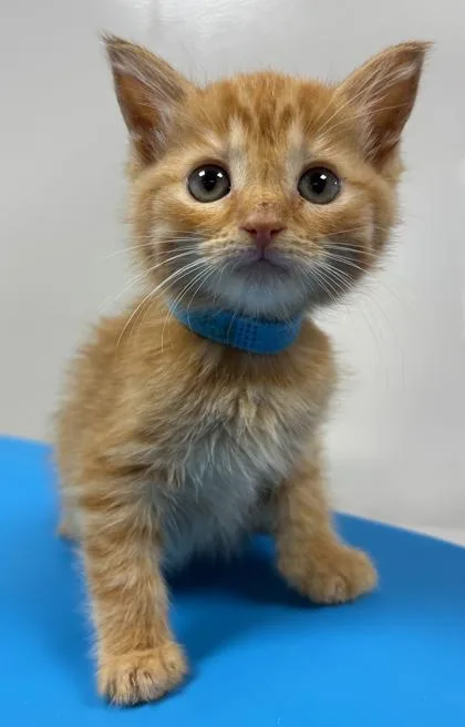 A baby small-sized female Domestic Short Hair cat named Firestar for adoption in Cumming, GA