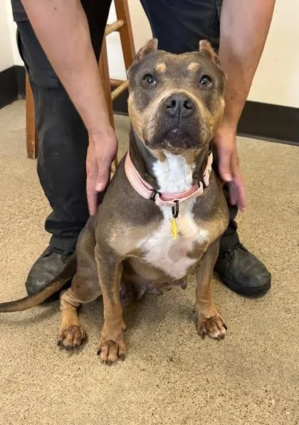 A young medium-sized female White / Cream Pit Bull Terrier dog named Waterlily for adoption in Cleveland, OH