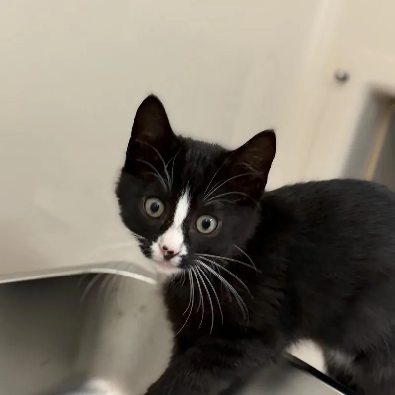 A baby small-sized male Domestic Short Hair cat named Sebastian for adoption in Watertown, NY