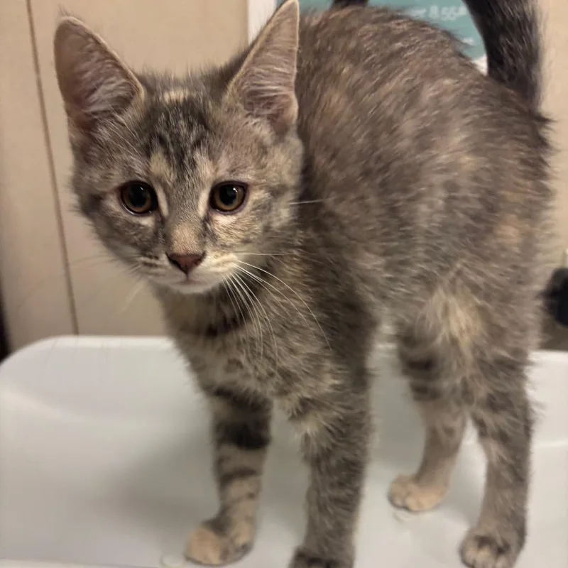 A baby small-sized female Gray / Blue / Silver Domestic Short Hair cat named Nairobi for adoption in Chicago, IL