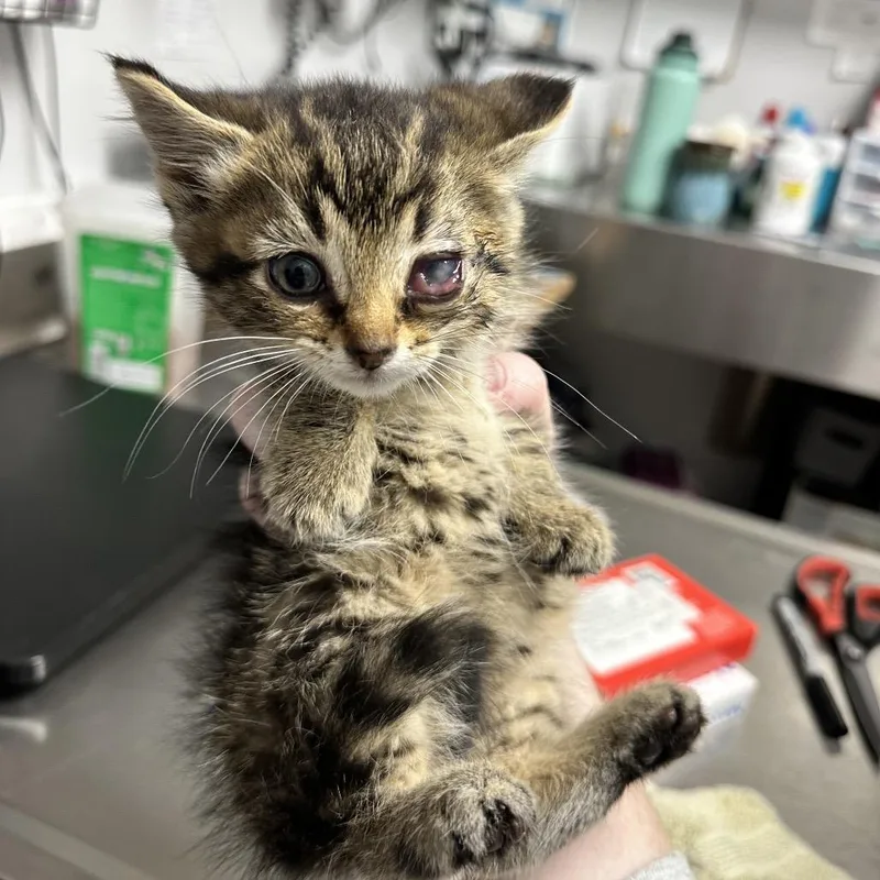 A baby small-sized female Brown / Chocolate Domestic Short Hair cat named Ebhsstray__ for adoption in Brookfield, WI