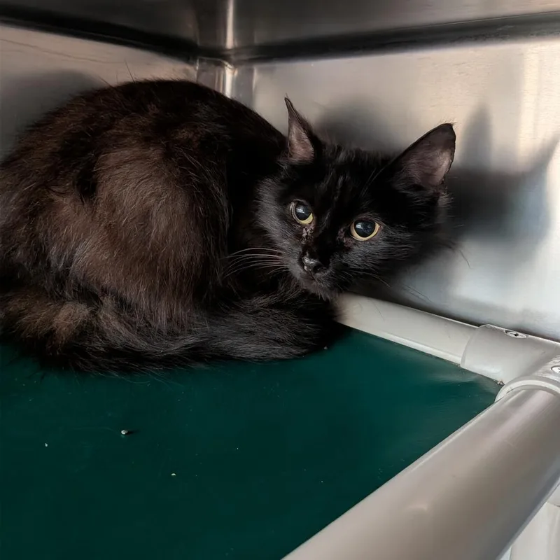 An adult small-sized female Black Domestic Long Hair cat named Naomi for adoption in Milan, IL