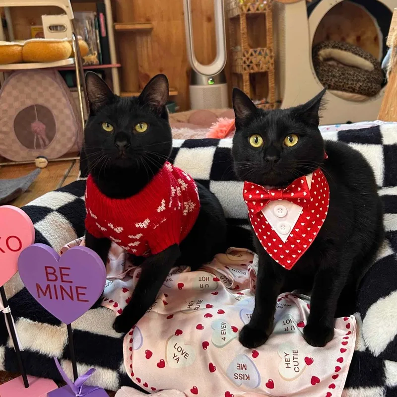 A young small-sized male Black Domestic Short Hair cat named Tormi for adoption in San Diego, CA
