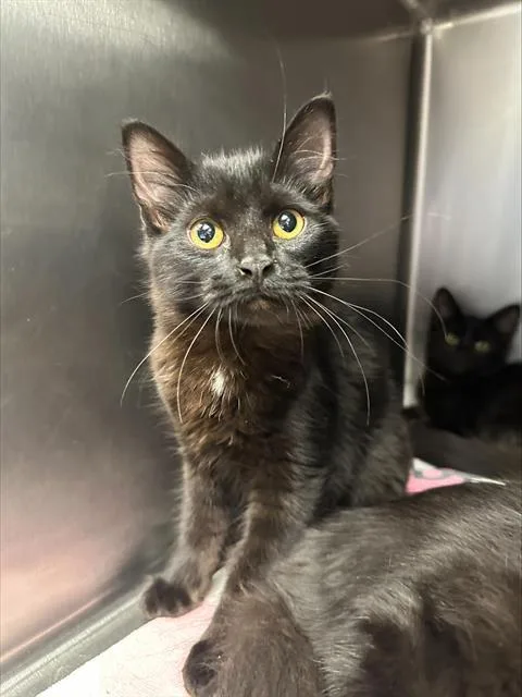 A young small-sized female Domestic Short Hair cat named Mila for adoption in Santa Cruz, CA