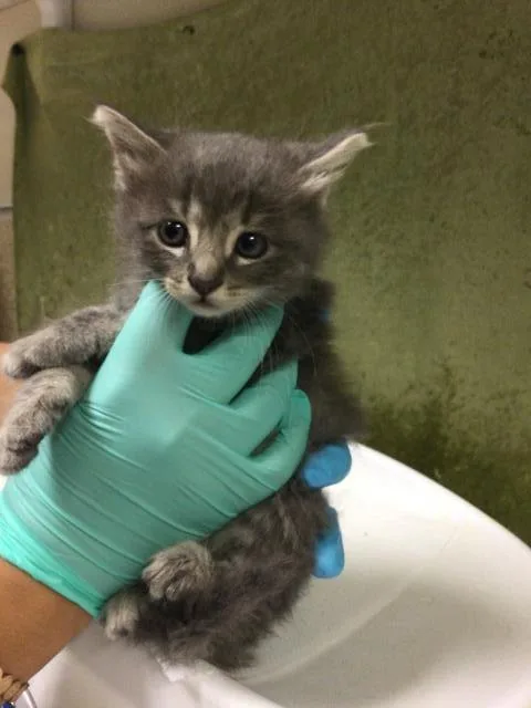 A baby small-sized male Domestic Short Hair cat named Timmy for adoption in Riverside, CA