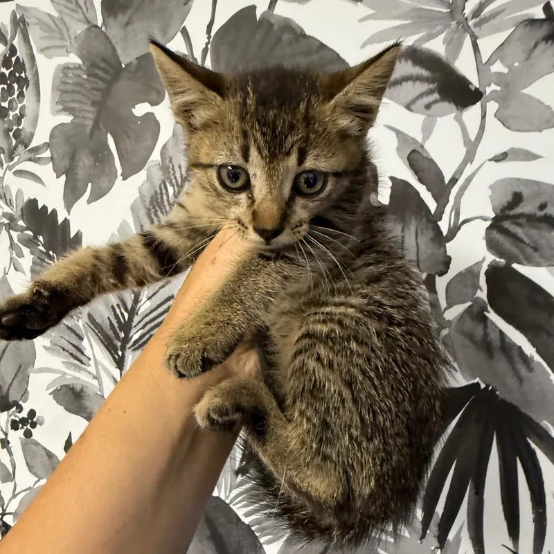 A baby small-sized female Gray / Blue / Silver Domestic Short Hair cat named Rye for adoption in Wahiawa, HI
