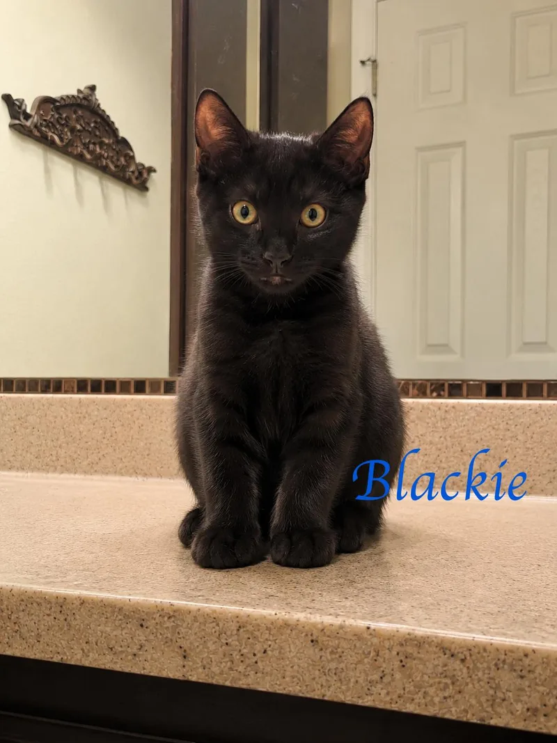 A baby medium-sized male Black Domestic Short Hair cat named Blackie for adoption in Murfreesboro, TN