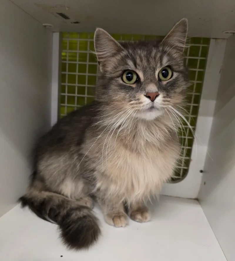 Lady Grey thumbnail 2