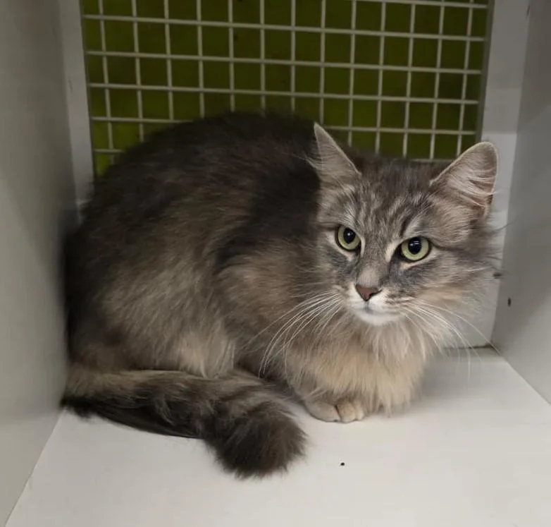 Lady Grey thumbnail 3