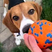 An adult medium-sized male Brown / Chocolate Beagle dog named Elliott for adoption in Wauwatosa, WI