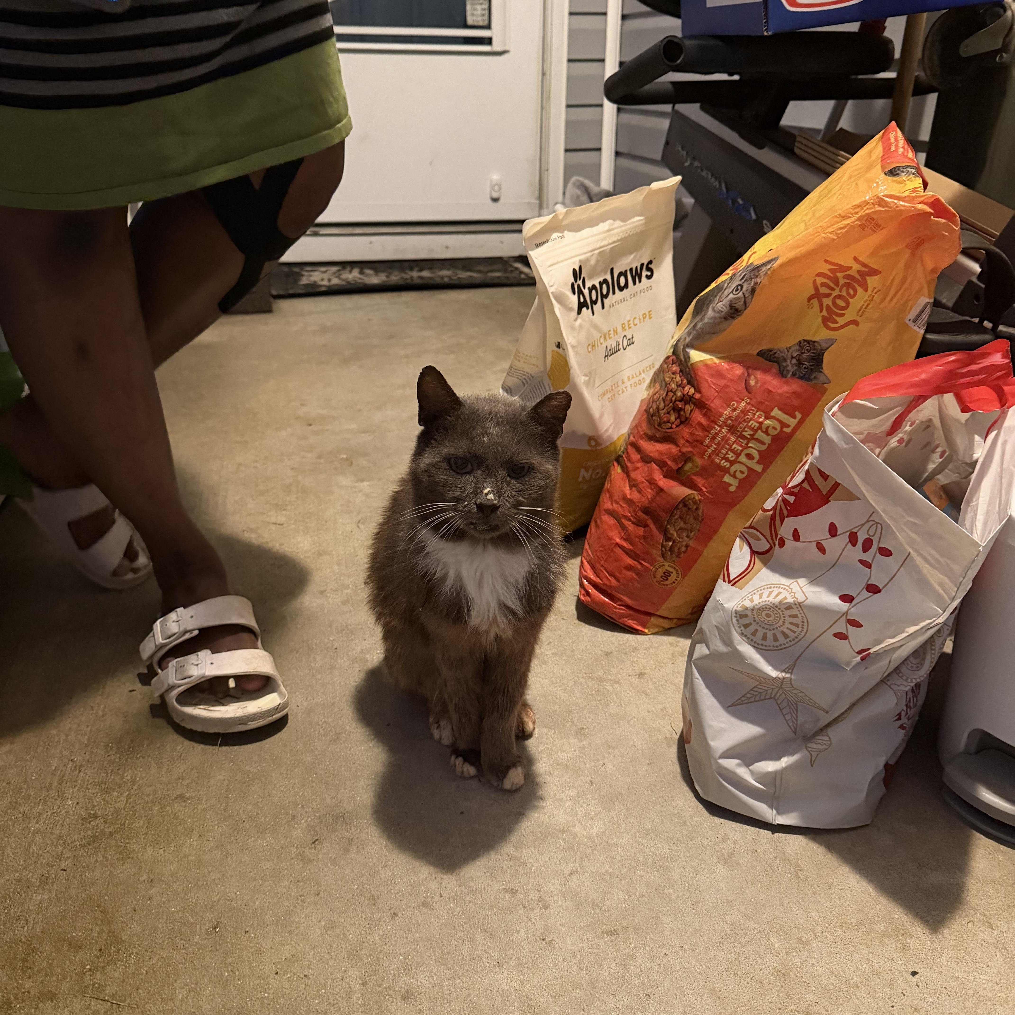 An adult medium-sized male Gray / Blue / Silver Domestic Medium Hair cat named Blue for adoption in Charlotte, NC